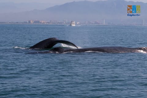 Observation privée des baleines à Puerto Vallarta — photo 11