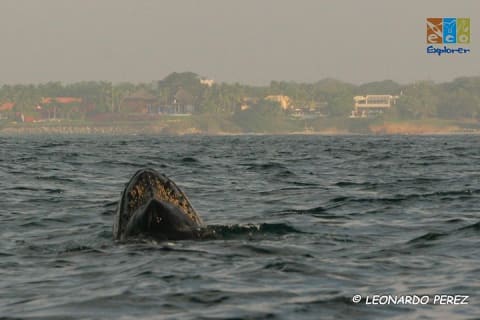 Observation privée des baleines à Puerto Vallarta — photo 12