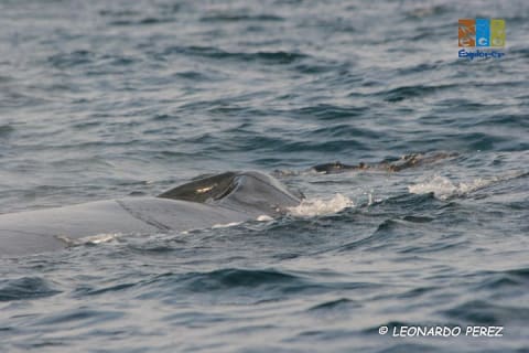 Observation privée des baleines à Puerto Vallarta — photo 13