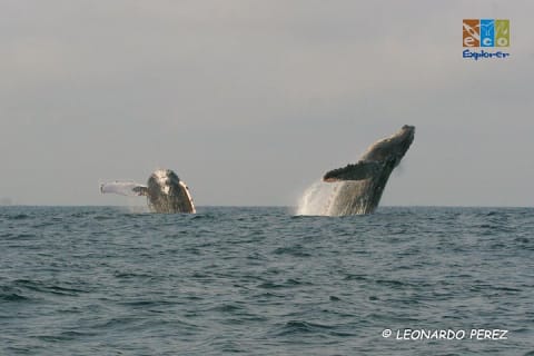 Observation privée des baleines à Puerto Vallarta — photo 14
