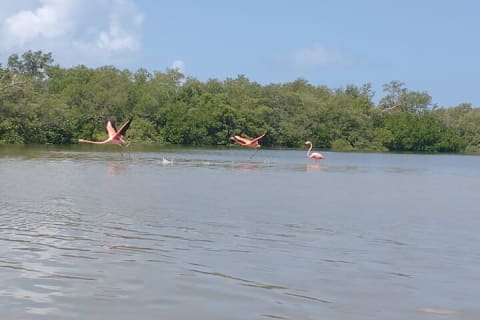 Holbox Mangrove Kayaking Tour — photo 3