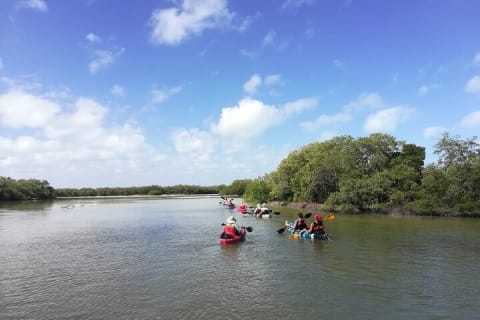 Holbox Mangrove Kayaking Tour — photo 5