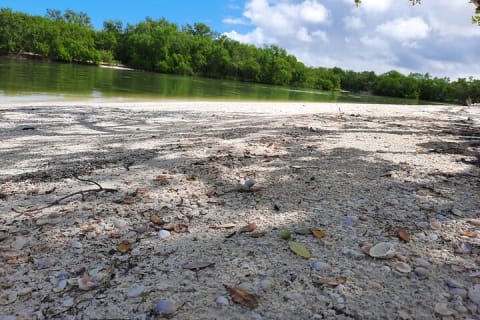 Holbox Mangrove Kayaking Tour — photo 4