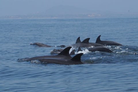 Rencontre avec des dauphins sauvages et aventure de snorkeling — photo 15