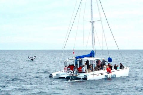 Whale Watching Tour in Los Cabos — photo 1
