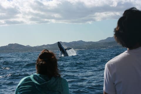 Observation des baleines en groupe à San José del Cabo — photo 1