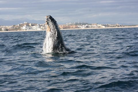 Observation des baleines en groupe à San José del Cabo — photo 4