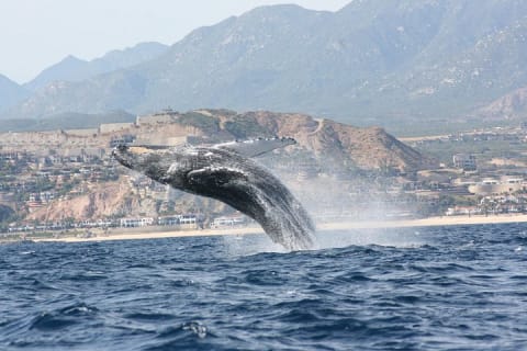 Observation des baleines en groupe à San José del Cabo — photo 5