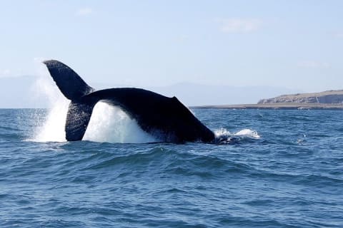 Whale Watching and Snorkeling in Marietas Islands National Park — photo 2
