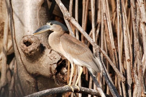 Private Birdwatching Tour in Sian Ka'an Muyil — photo 13