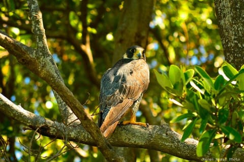 Private Birdwatching Tour in Sian Ka'an Muyil — photo 7