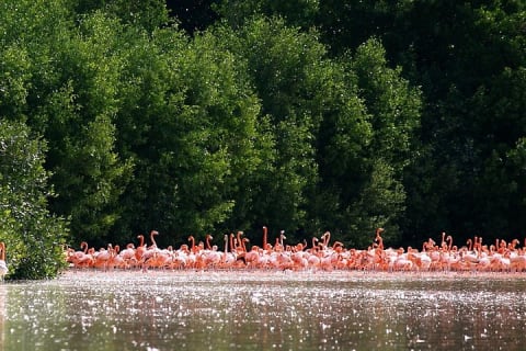 Private Tour Celestun Flamingo Watching and Beach — photo 1