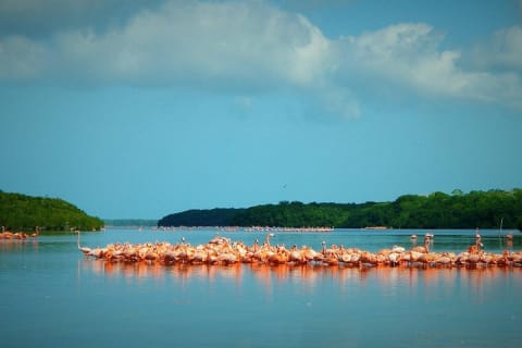 Private Tour Celestun Flamingo Watching and Beach — photo 2