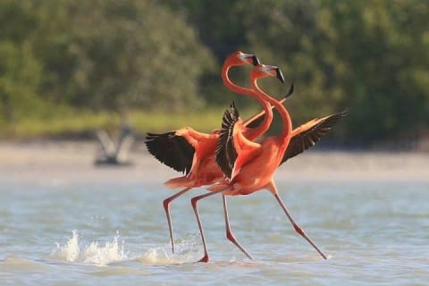 Private Tour Celestun Flamingo Watching and Beach — photo 5