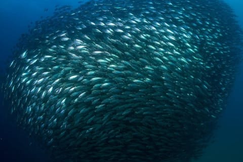 2-Tank Scuba Dive in Cabo San Lucas Reserve for Certified Divers — photo 9