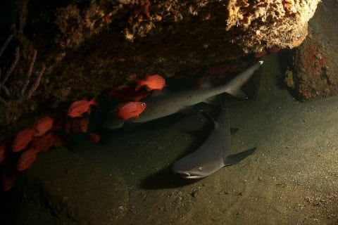 2-Tank Scuba Dive in Cabo San Lucas Reserve for Certified Divers — photo 5