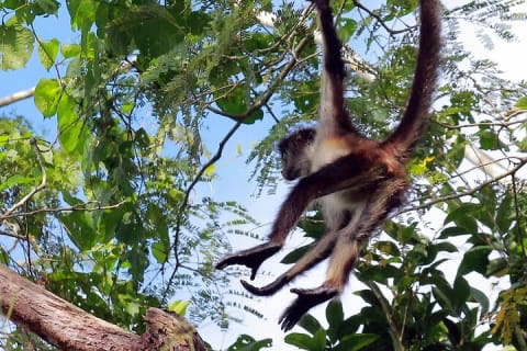 Zip lining and Canoe Monkey jungle in Tulum — photo 1