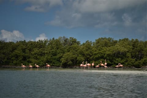 Boat Tour of Three Islands in Holbox with Transportation — photo 7