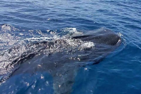 Aventura con tiburón ballena en Isla Mujeres y Cancún — photo 8
