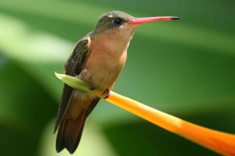 Trésors locaux et oiseaux côtiers de la baie de Banderas — photo 3