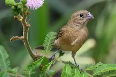 Observation des oiseaux et expérience chocolat dans la Sierra Vallejo — photo 9