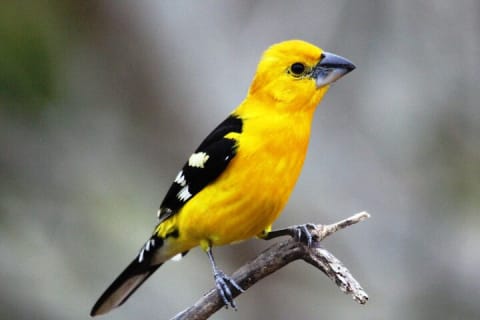 Observation des oiseaux et expérience chocolat dans la Sierra Vallejo — photo 1