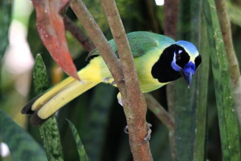 Observation des oiseaux et expérience chocolat dans la Sierra Vallejo — photo 12