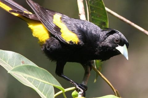 Observation des oiseaux et expérience chocolat dans la Sierra Vallejo — photo 13