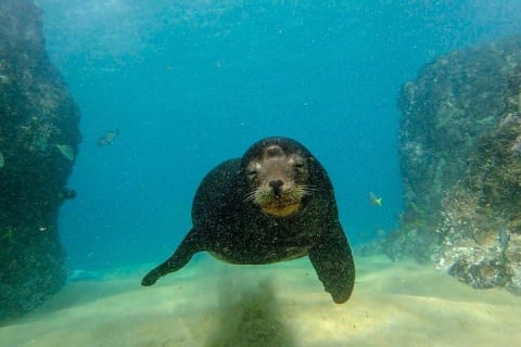 Plongée pour débutants à Cabo San Lucas — photo 5