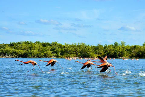 Tour to Las Coloradas Pink Waters and Boat Ride in Rio Lagartos with Lunch. — photo 7