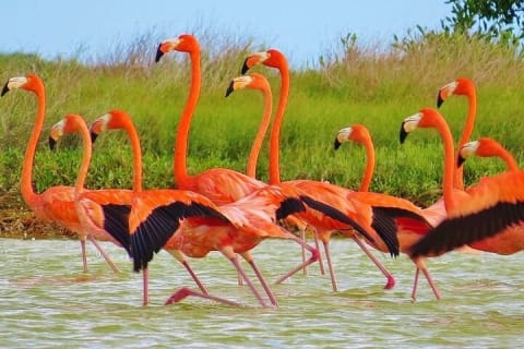 Rio Lagartos Biosphere + Coloradas Gorgeous Pink Lake! From Tulum — photo 9