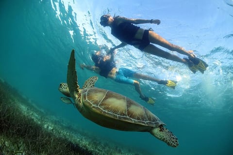 Turtles and Cenote Snorkeling Activity from Tulum — photo 2