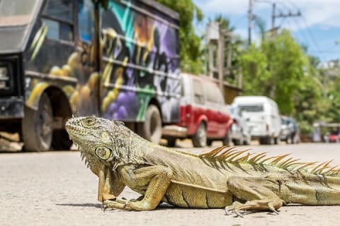 Excursion d'une journée à la plage de Sayulita depuis Puerto Vallarta — photo 3