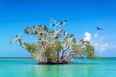 Sian Ka'an Biosphere the best nature experience with Transportation from Tulum — photo 2