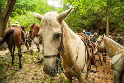 Randonnée à cheval dans la Sierra Madre depuis Puerto Vallarta — photo 14