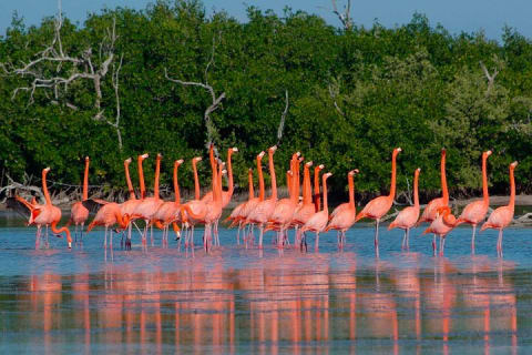 Cancun tour Las Coloradas Pink Lagoon + Rio Lagartos Tour — photo 9