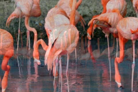 Explore Las Coloradas & Rio Lagartos from Mayan Riviera — photo 11