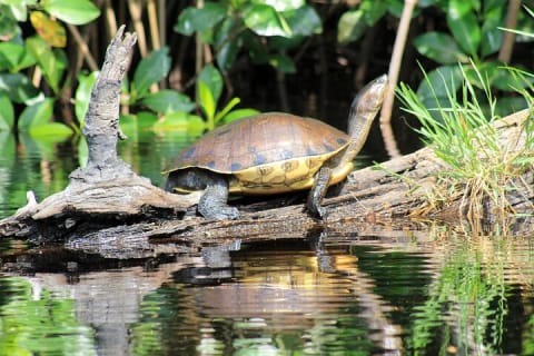 Wildlife Eco Tour on the coast of Oaxaca. — photo 12