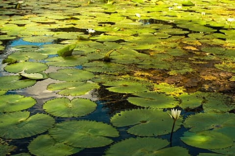 Experience a full day in Tulum: Cenotes, Ruins, Playa del Carmen — photo 13