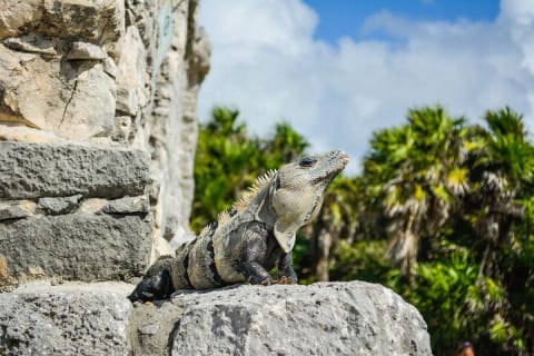 Sightseeing Tour of Tulum Ruins National Park. — photo 5