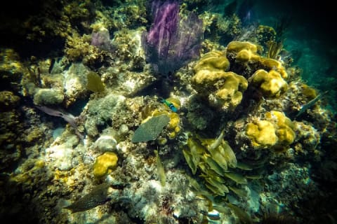 Reef Snorkel In National Park In Puerto Morelos With Lunch And Transportation — photo 8