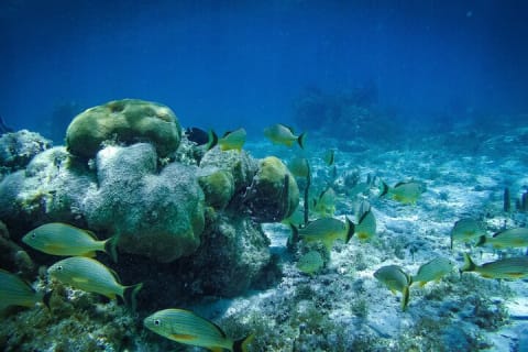 Reef Snorkel In National Park In Puerto Morelos With Lunch And Transportation — photo 1