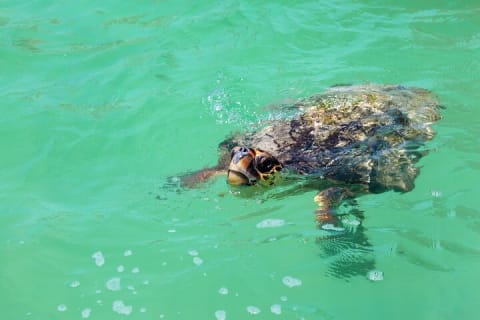 Sian Ka'an Biosphere the best nature experience with Transportation from Tulum — photo 15