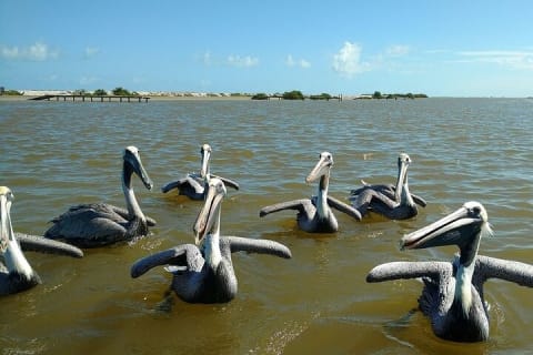 Las Coloradas & Rio Lagartos Beautiful Eco Adventure from Tulum — photo 15
