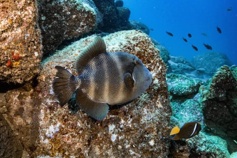Descubre el buceo — photo 2