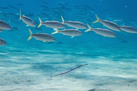 Descubre el buceo — photo 4
