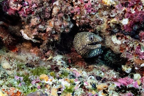 Descubre el buceo — photo 5
