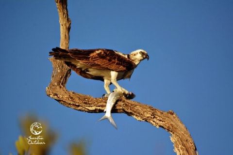 Birdwatching Sian Ka'an Biosphere Reserve — photo 15