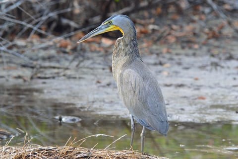 Private Bird Watching Tour from Holbox — photo 6