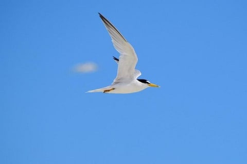Private Bird Watching Tour from Holbox — photo 9